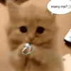 Kucing anomali 7