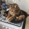 Gatos reacciones 😼 11