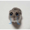 Hamster 6