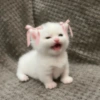 Bubuu 18