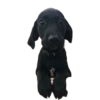 Random para whatsapp 🐶 11