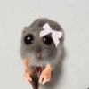 Hamster 7