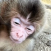 Monkey 22