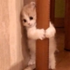 🌈🐈‍⬛✨️Gatos Funny Mood✨️🐈‍⬛🌈 14