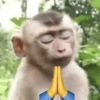 Macaco 🐵  6