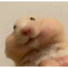 Hamster 8