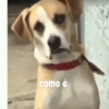 Safadinho 9
