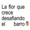 La flor que crece desafiando barro el