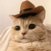 Gatos reacciones 😼 9