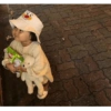 Rohee baby corean 1 7