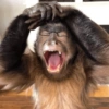 Memes macaco 15