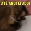 Macaquinhos 🐒 5