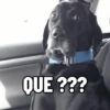 QUE ???