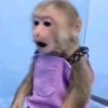 Macaco fofinho 8