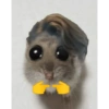 Hamster 10