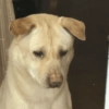 Memes cachorro 7