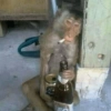MACACOS ENGRAÇADOS 🐵🤣 14