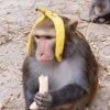MACACOS ENGRAÇADOS 🐵🤣 7