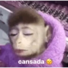 Macaquinhos reagindo 🐒 13