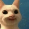 Gatinhos 6