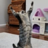 REAÇÕES DE GATOS 15