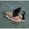 Black Cat Mood 30