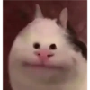 Kedi 8
