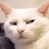 Gatos 7