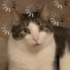 REAÇÕES DE GATOS 18