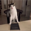 REAÇÕES DE GATOS 20