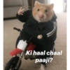 Ki haal chaal paaji?