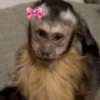 Macaco 🐵  9