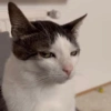 REAÇÕES DE GATOS 7