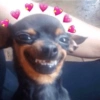 REAÇÕES DE ANIMAIS 12