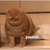 Meme kucing 1 16