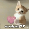 Meme kucing 1 20