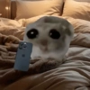 Hamster 8