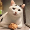 Gatinhos 10