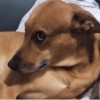 ANIMAIS DA ZOEIRA 9
