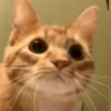 Safadinho 28