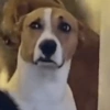 Memes cachorro 15