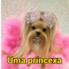 Shitpost - cachorros 6