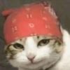 Gatitos Random 🤩 11
