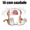 Gatos cantadas 7