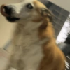 Cachorro Silveira 9