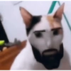 Dilo con gatos 11