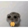 Hamsters randoms 6