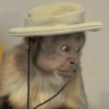 MACAQUINHOS🐒 14