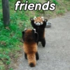 Gatos & Outros Animais 10