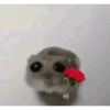Hamsters randoms 14